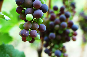 Image showing Raw grapes