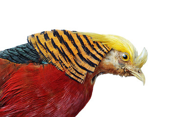 Image showing Golden Pheasant