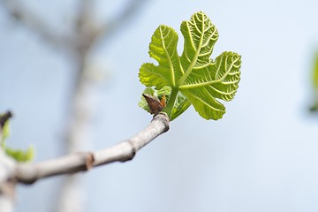 Image showing Small green leaf of Platanus acerifolia (plane tree) in spring 