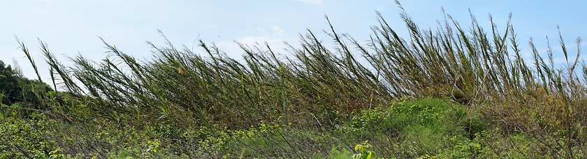 Image showing High reeds bent by wind on sky background