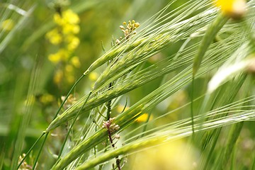 Image showing Wild-growing cereals on green meadow in spring closeup 