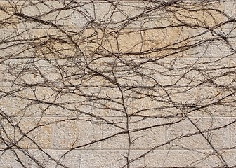 Image showing Dry brown vine on beige stone wall texture