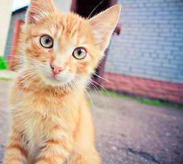 Image showing A red kitten sitting on a stone.