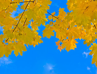 Image showing autumn leaves