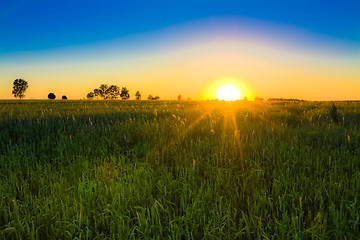 Image showing Wheat field at sunset.