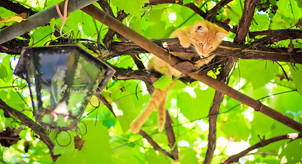 Image showing Young kitten sitting on branch