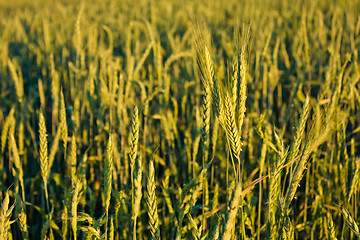 Image showing Green barley ears