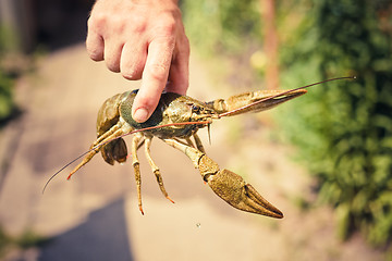 Image showing The crawfish in hand