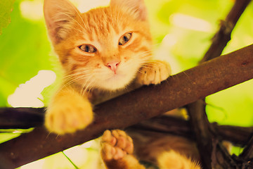 Image showing Young kitten sitting on branch