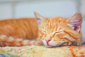 Image showing Young kitten sleeping