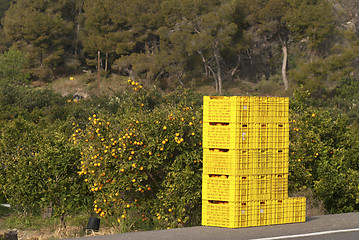 Image showing Orange harvest