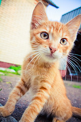 Image showing A red kitten sitting on a stone.