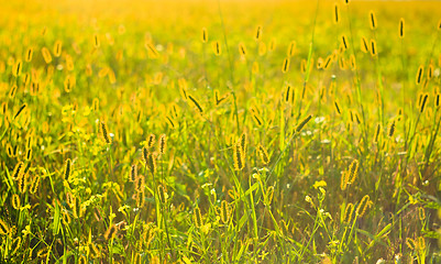 Image showing Fresh grass on meadow