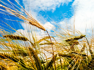 Image showing Golden barley ears