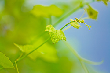 Image showing Grape leaf 