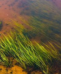 Image showing Seaweed