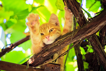 Image showing Young kitten sitting on branch