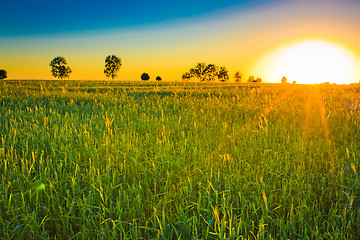 Image showing Bright sunset over green field.