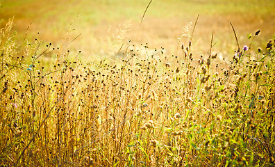 Image showing light over field