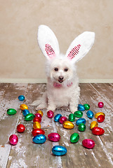 Image showing Easter bunny dog looking at chocolate eggs