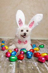 Image showing Easter bunny dog with chocolate easter eggs