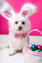 Image showing Easter dog with bunny ears and eggs