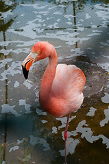 Image showing Flamingo