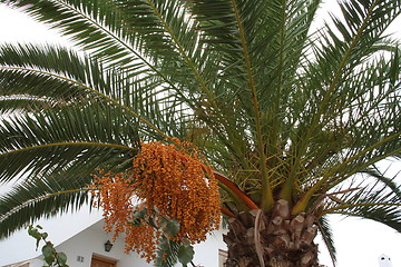 Image showing Palm with fruits