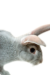 Image showing Grey rabbit isolated on white