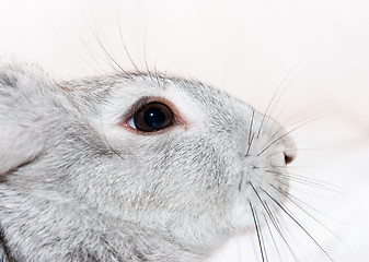 Image showing Close up grey rabbit head