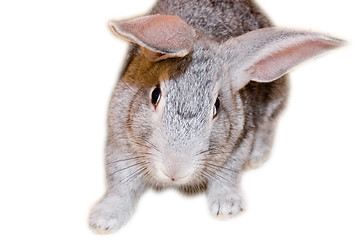 Image showing Grey rabbit isolated on white