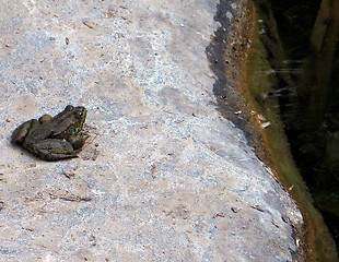 Image showing Frog it
