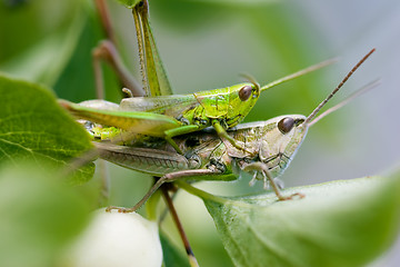 Image showing Grasshoopers - Insect's hardcore :-)