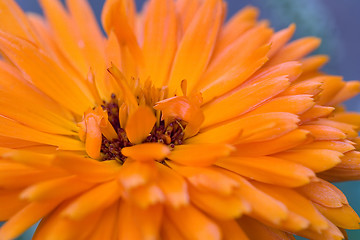 Image showing Orange flower(Calendula) macro