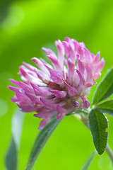 Image showing Clover trefoil