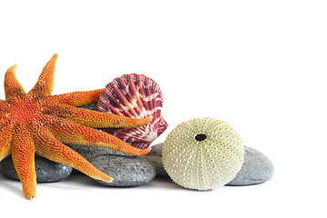 Image showing Seashore Still Life