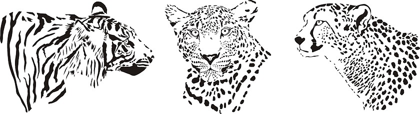 Image showing Head of cheetah, leopard and tiger