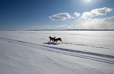 Image showing Two dogs running around the endless snow-covered field