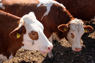 Image showing Brown white cows