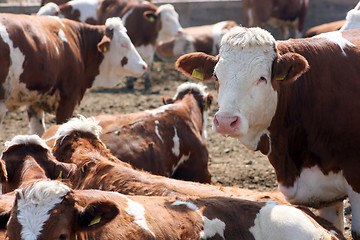Image showing Brown white cows