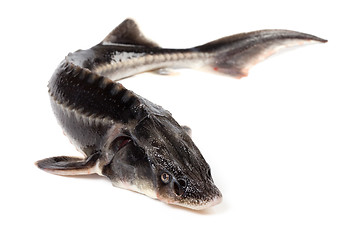 Image showing Sterlet fish on white background