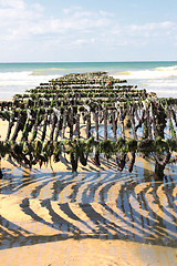 Image showing mussel farming on the coast of opal in the north of France