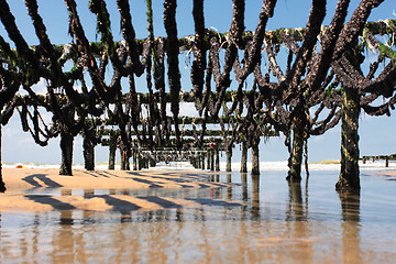 Image showing mussel farming on the coast of opal in the north of France