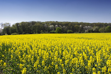 Image showing landscape of a rape fields in bloom in spring in the countryside