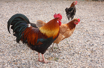 Image showing beautiful colorful rooster in a farmyard in France