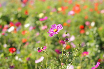 Image showing Colorful flowers, selective focus on pink flower 