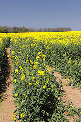 Image showing landscape of a rape fields in bloom in spring in the countryside