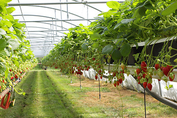 Image showing culture in a greenhouse strawberry and strawberries