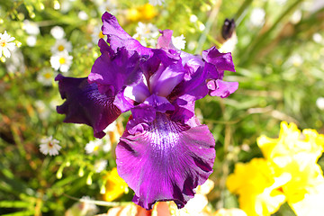 Image showing Group of purple irises in spring sunny day. Selective focus. 