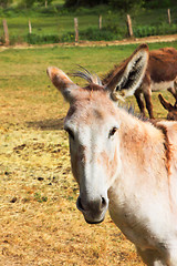 Image showing quiet donkey in a field in spring